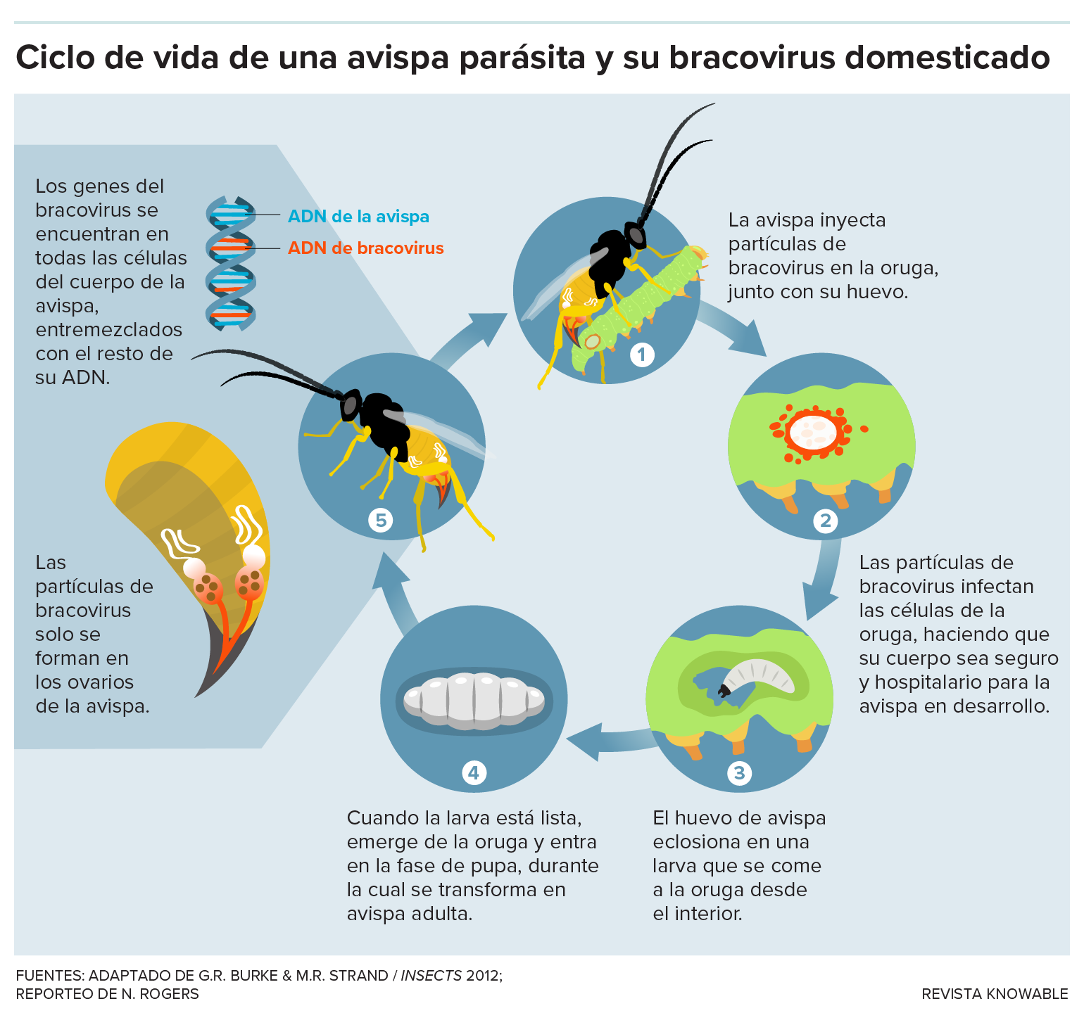 El gráfico muestra los pasos clave del ciclo de vida de una avispa parásita que alberga un bracovirus domesticado.