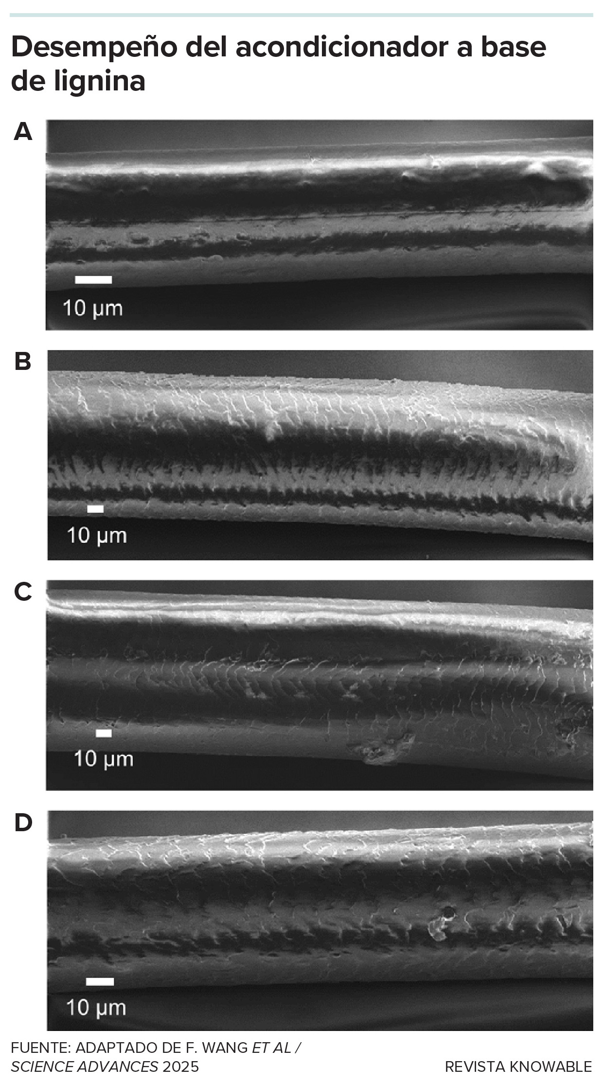 Tratamiento con lignina Imágenes de cuatro hebras de cabello utilizadas en los experimentos