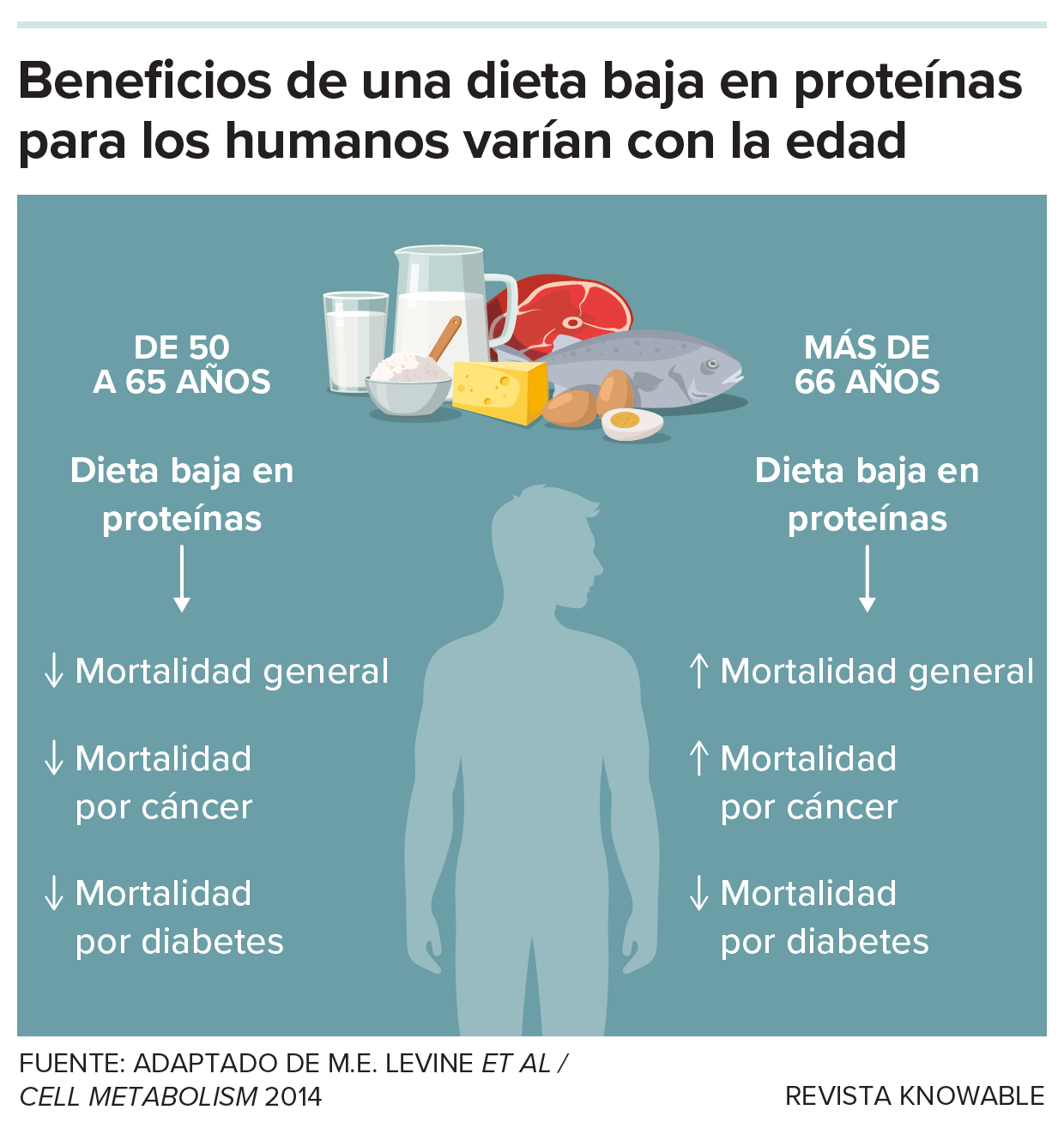 Los beneficios de un bajo consumo de proteínas para los humanos varían con la edad Un gráfico muestra cómo el bajo consumo de proteínas en personas de entre 50 y 65 años está relacionado con menores tasas de mortalidad, mientras que el bajo consumo de proteínas en personas de 66 años o más se correlaciona con una mayor mortalidad.