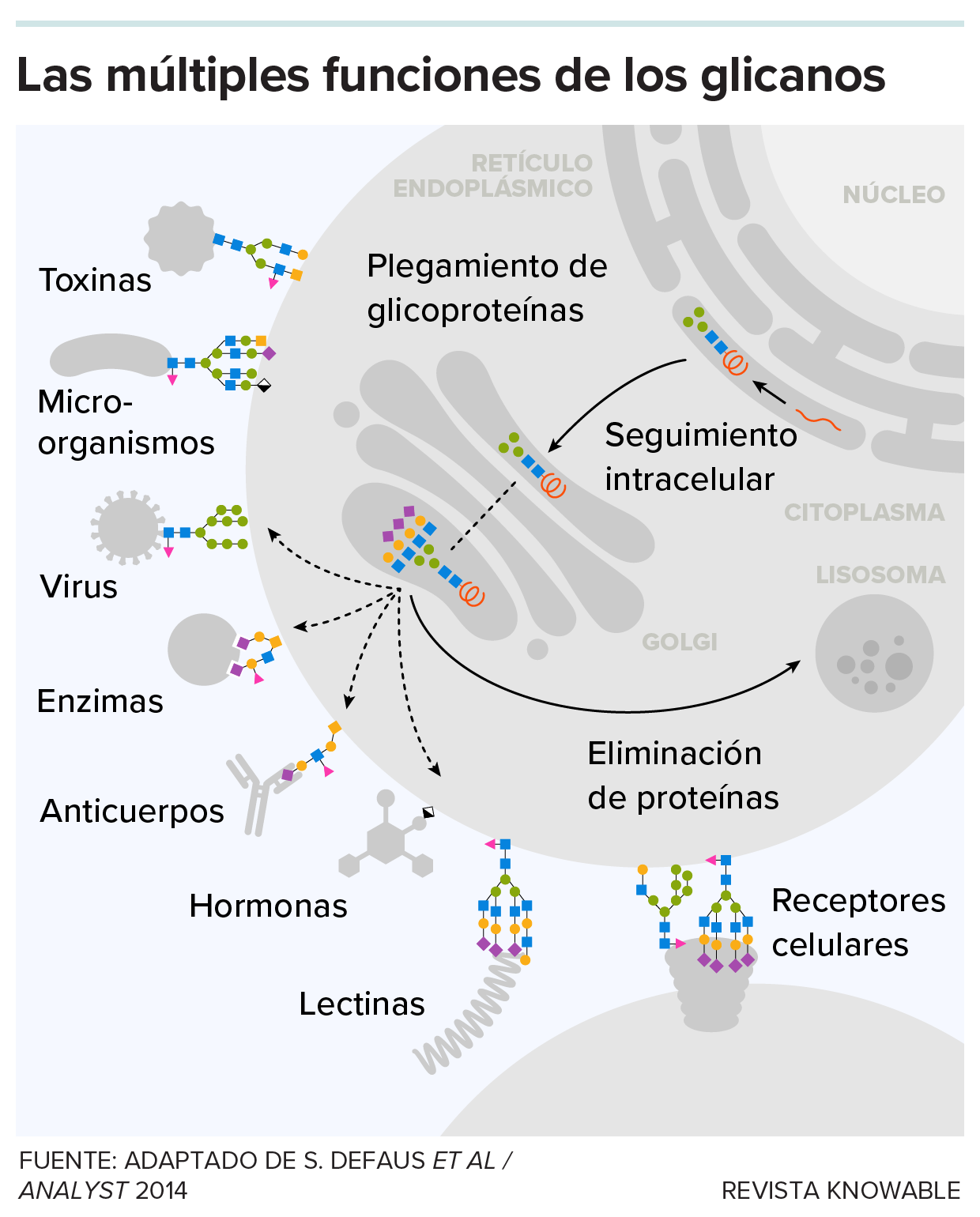 Un gráfico ilustra algunas de las funciones de los glicanos.