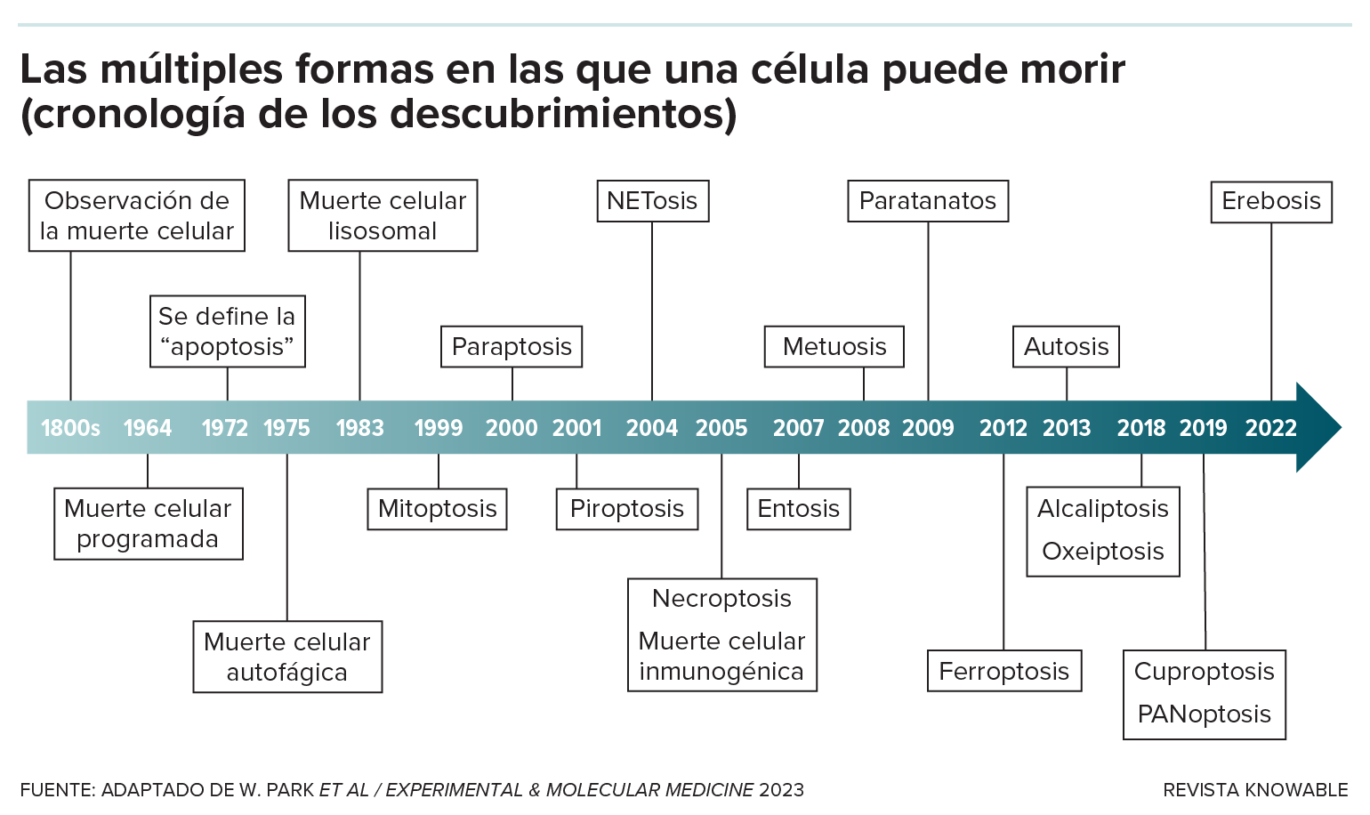 Una línea de tiempo ilustra la historia de la muerte celular desde su primera observación en el siglo XIX hasta el descubrimiento de muchas formas nuevas en la década del 2000.