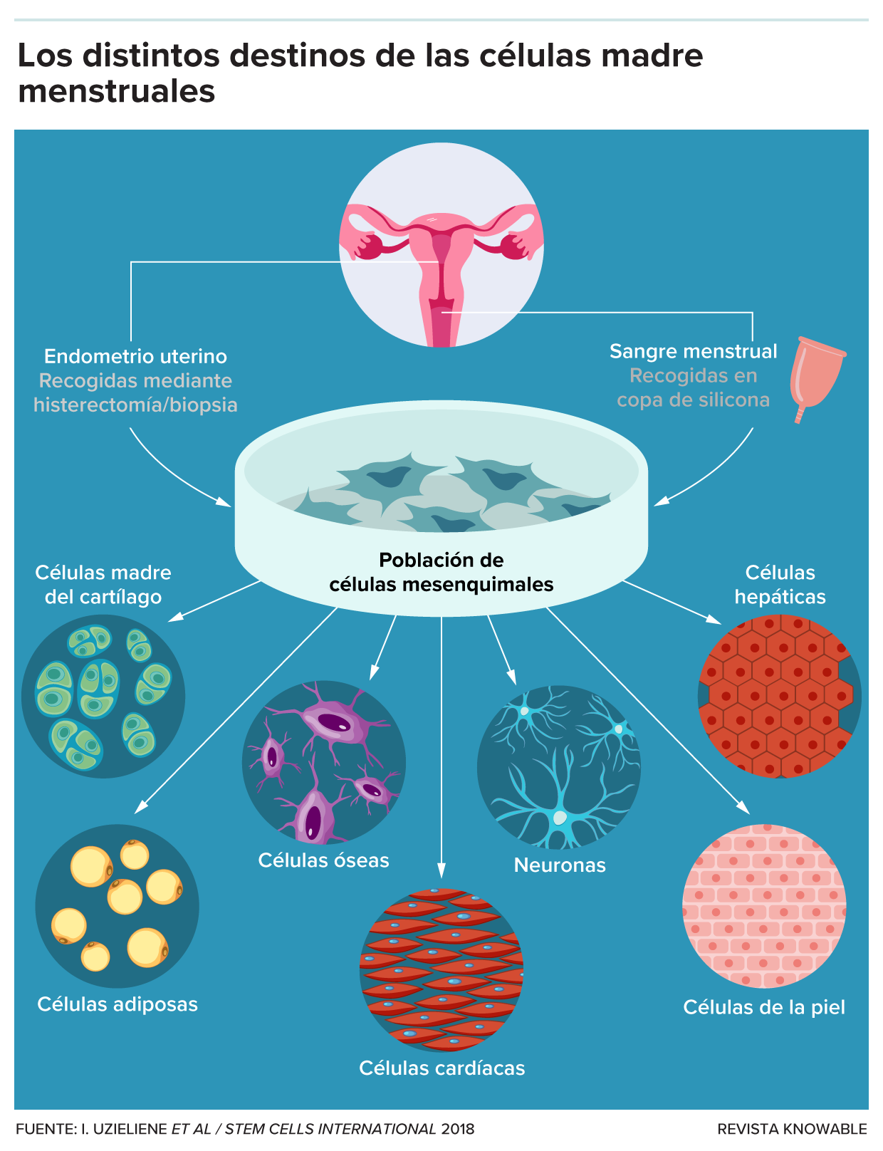 Diagrama de los diferentes tipos celulares que pueden surgir de las células madre menstruales.