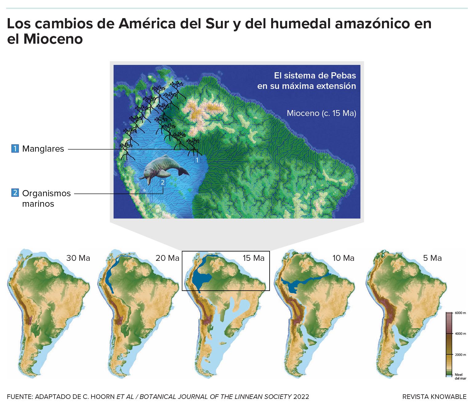 Reconstrucción paleogeográfica de América del Sur y del humedal amazónico del Mioceno. La imagen superior muestra una reconstrucción del sistema Pebas en su máxima extensión durante el alto nivel del mar a mediados del Mioceno. En aquella época, la zona estaba colonizada por manglares costeros y organismos marinos. Abajo, varios mapas de América del Sur muestran la evolución del continente, con el levantamiento de los Andes y la creación de la cuenca del Amazonas, en un periodo que va de hace 30 millones de años a hace 5 millones de años.