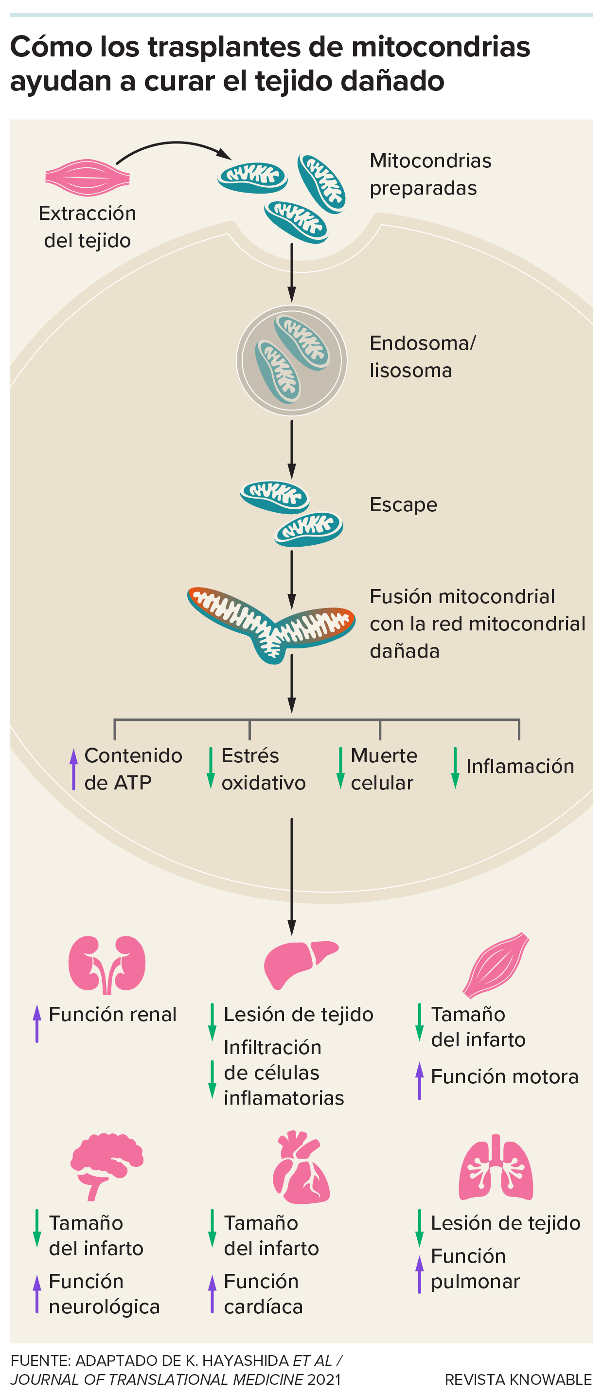 Un gráfico muestra los pasos básicos del trasplante mitocondrial y los resultados moleculares en diferentes tejidos.