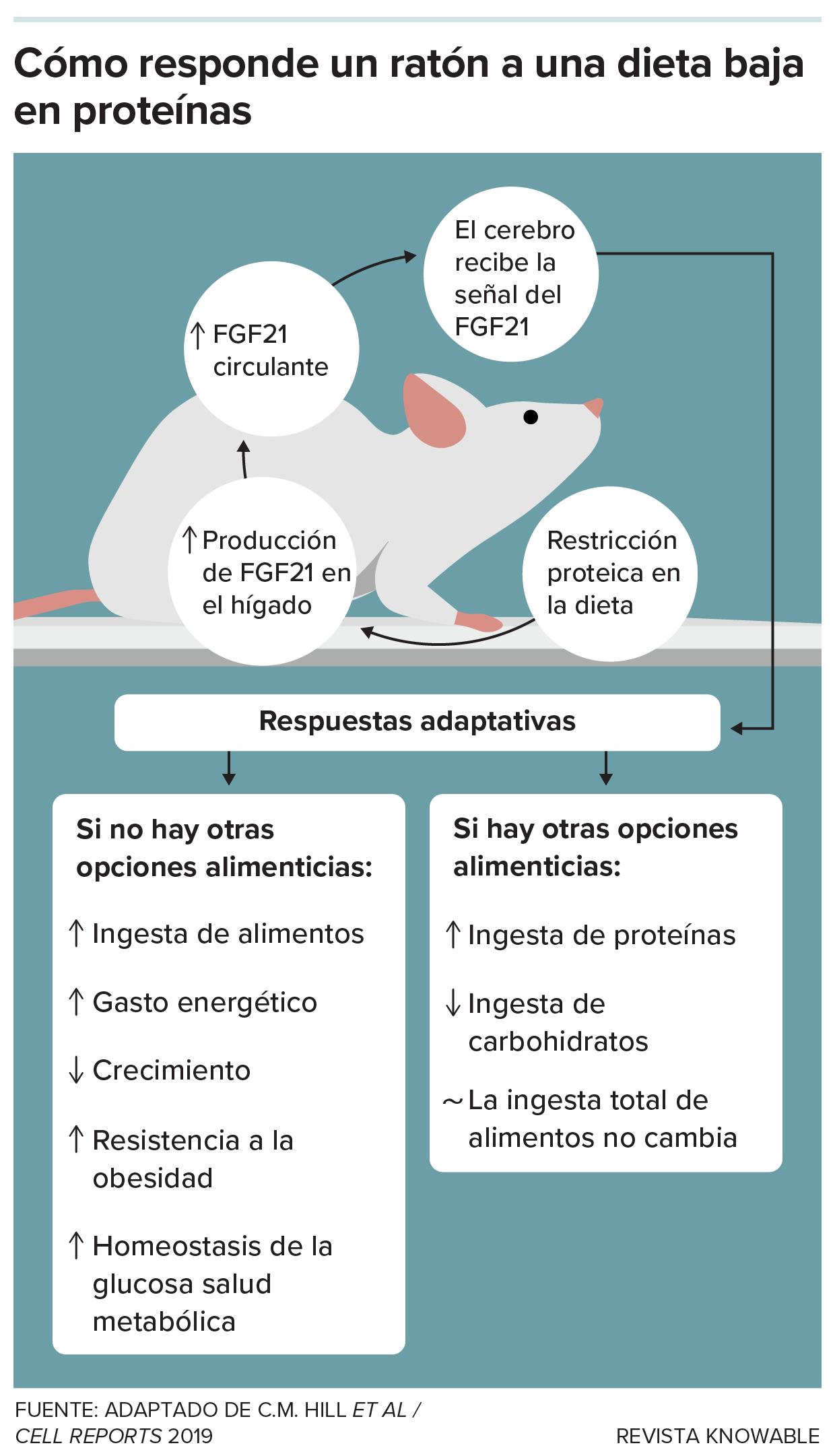 Una señal de hambre de proteínas y una respuesta cerebral Un gráfico ilustra la respuesta a la restricción proteica en un ratón de laboratorio: la hormona FGF21, producida por el hígado, envía señales al cerebro para que realice una serie de cambios, entre ellos el aumento de la ingesta de proteínas y la ralentización del crecimiento.