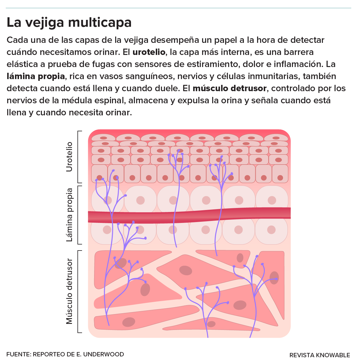 Ilustración: La tres principales capas de la pared de la vejiga. Vistas de arriba a abajo y desde la capa interior a la exterior: el urotelio, la lámina propia y el músculo detrusor.