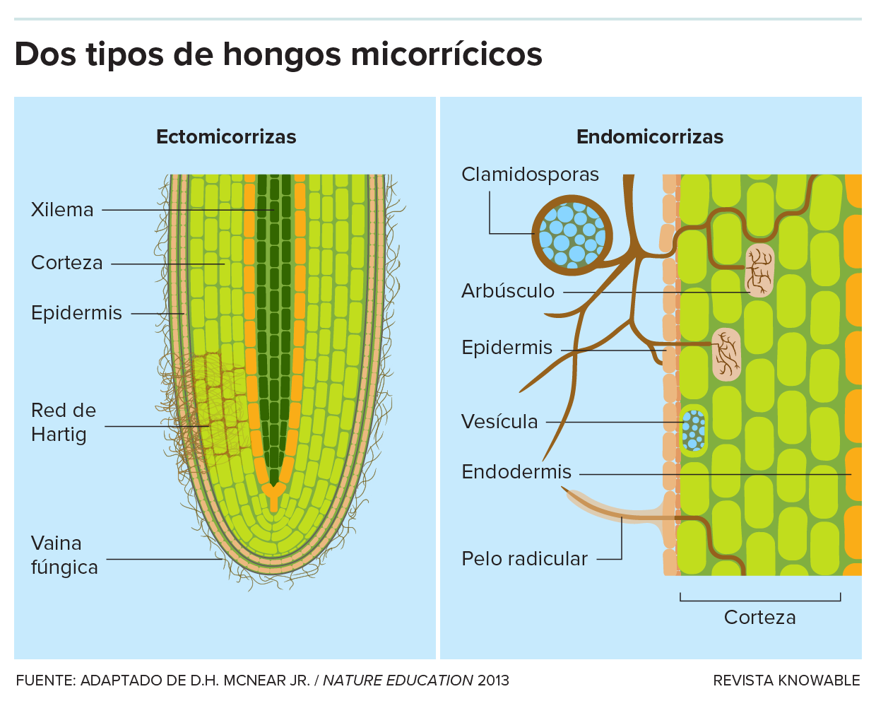 El gráfico muestra dos secciones transversales de raíces y sus hongos asociados.