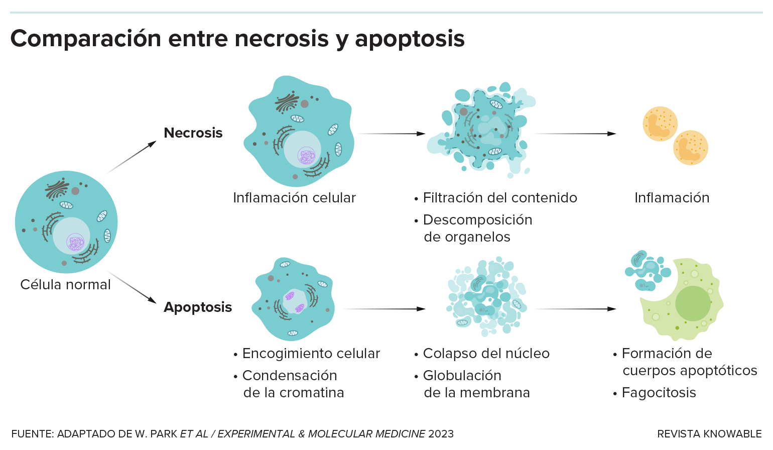 Una ilustración muestra cómo una célula normal puede morir por necrosis o apoptosis.