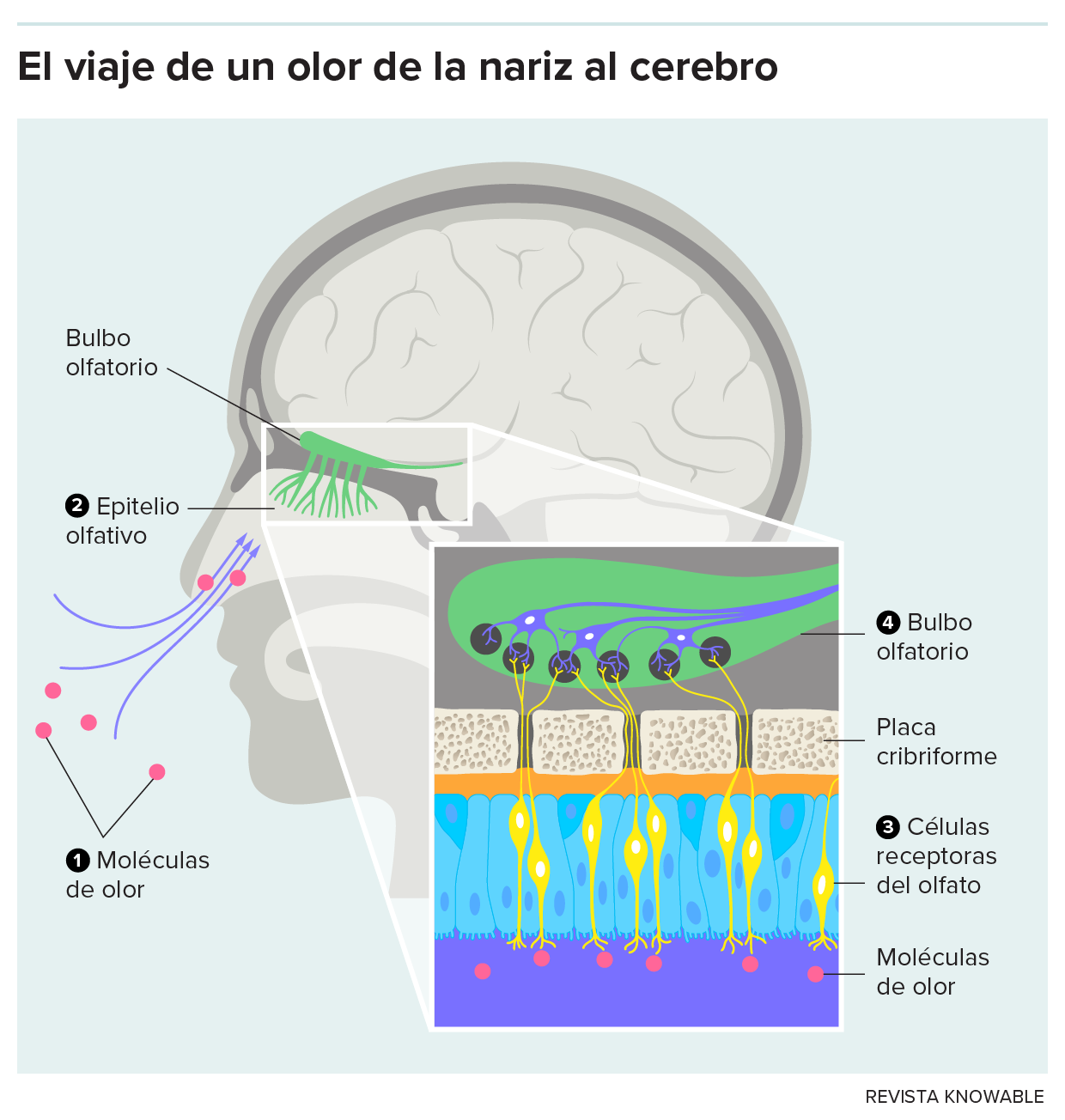 Gráfico que muestra las características clave del sistema olfativo.