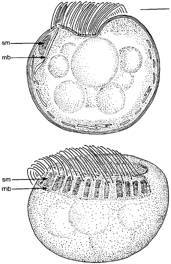 Los dibujos muestran dos vistas de un microbio redondo.