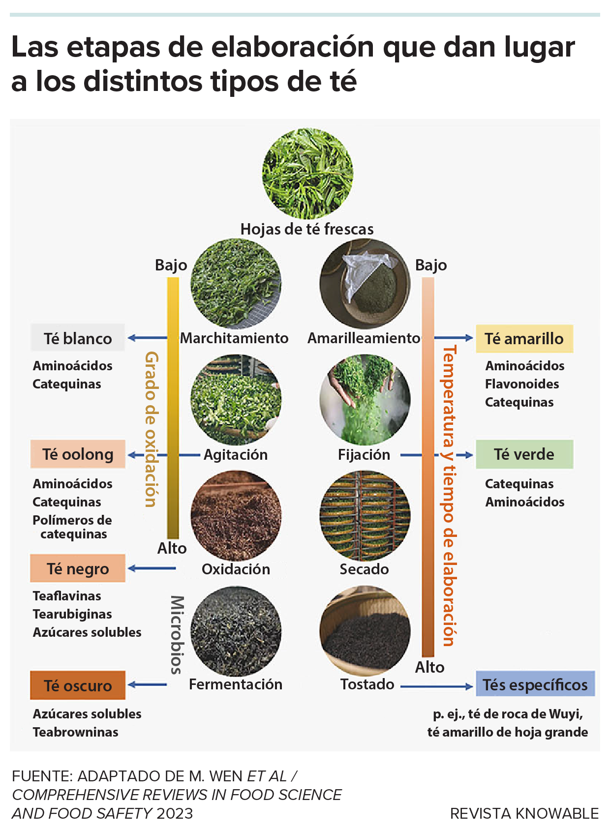 El gráfico muestra los distintos pasos del proceso que dan lugar a diferentes tipos de té.