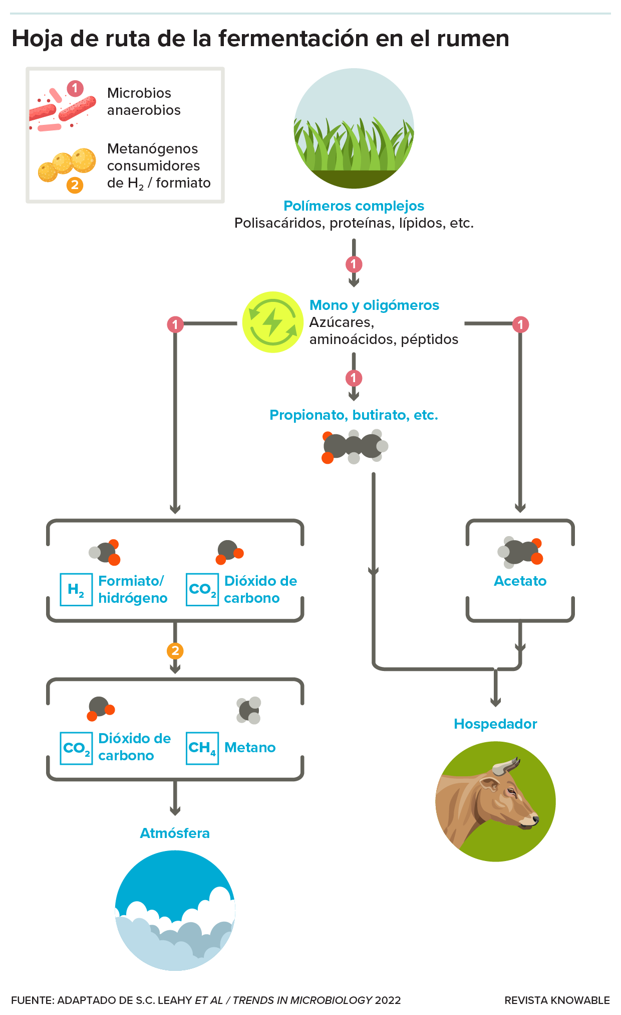 Diagrama que muestra cómo los microbios descomponen los alimentos fibrosos en sus components.