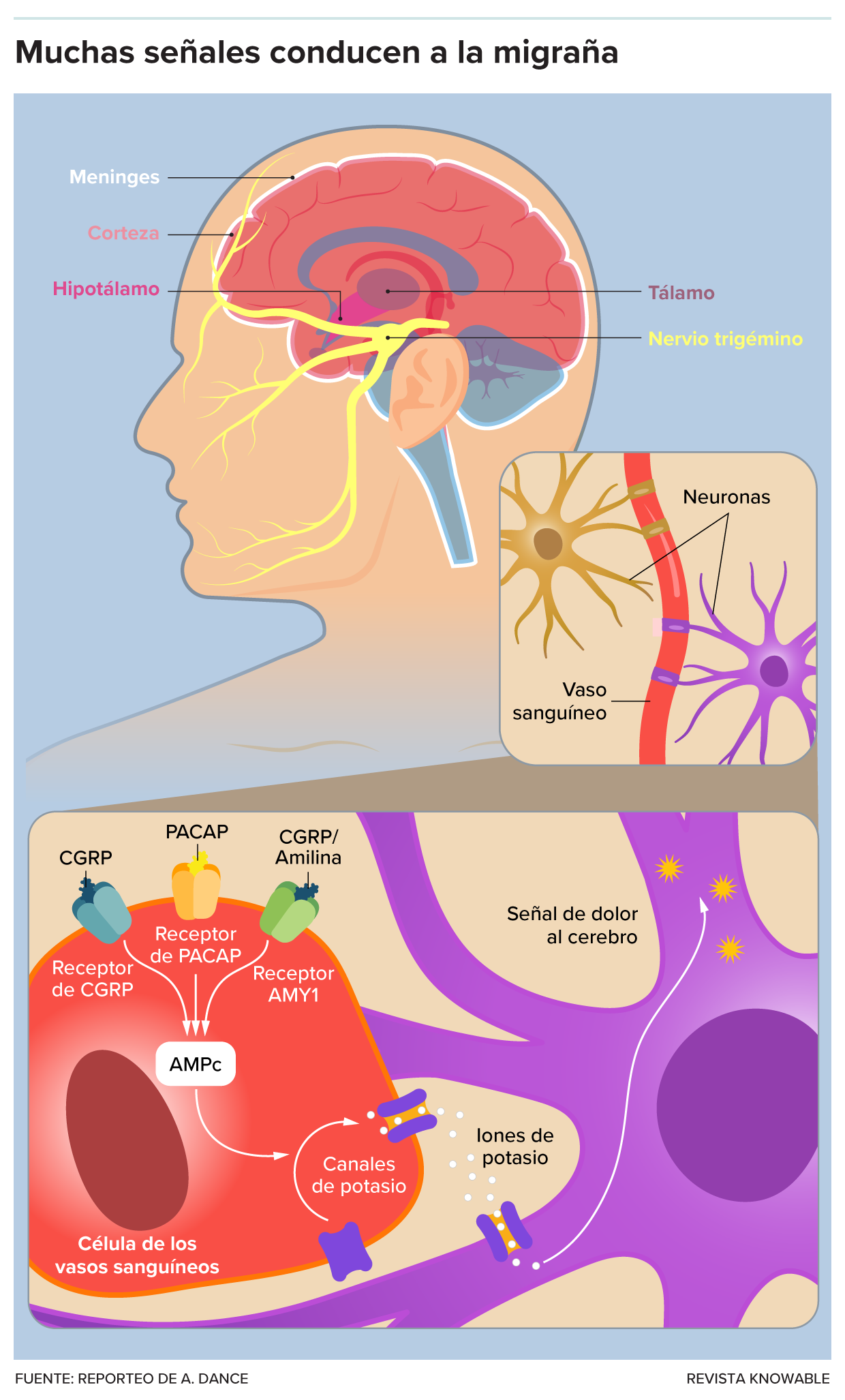 Un gráfico muestra el cerebro al interior de las meninges, dentro del cráneo, y luego amplía a las interacciones entre las células de los vasos sanguíneos y las neuronas que pueden estar involucradas en la transmisión de la señal de dolor de la migraña al cerebro.