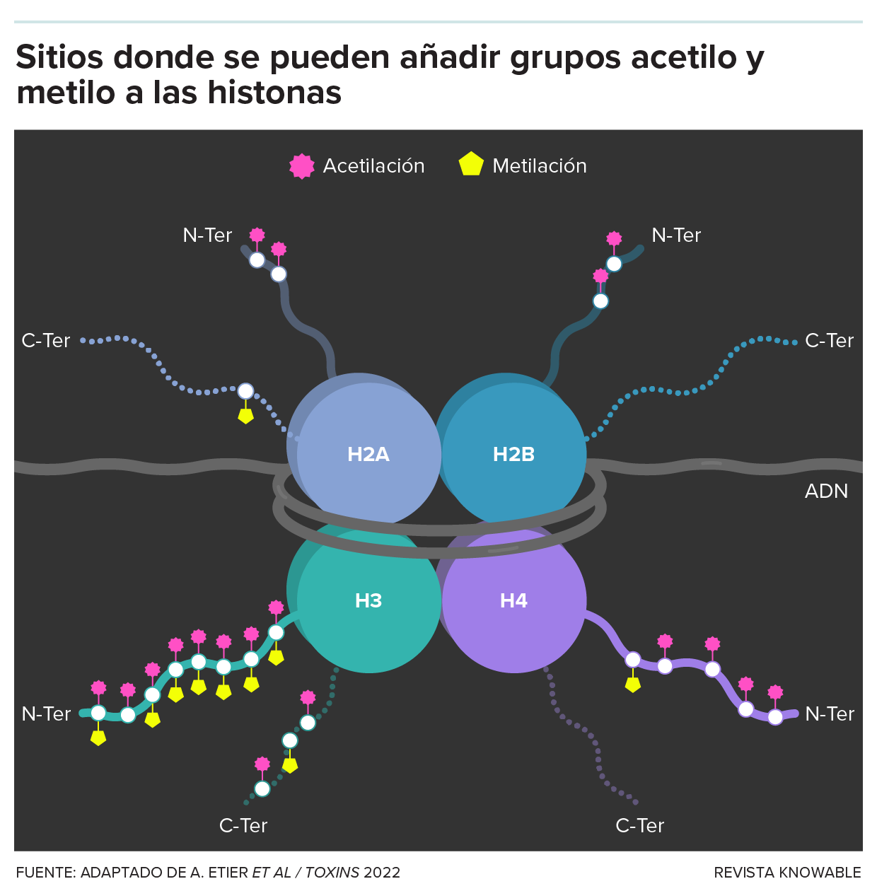 El gráfico muestra la estructura de un nucleosoma, con 8 proteínas histonas y el ADN enrollado a su alrededor. Se ven largas colas tachonadas de iconos que representan adiciones de grupos acetilo y metilo.