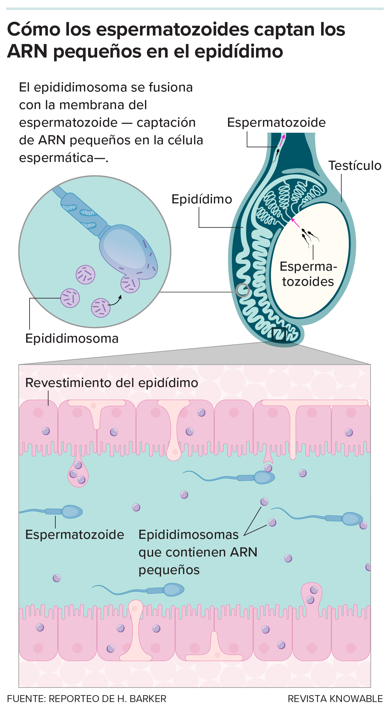 El gráfico muestra cómo los espermatozoides pueden captar pequeños ARN en el epidídimo.