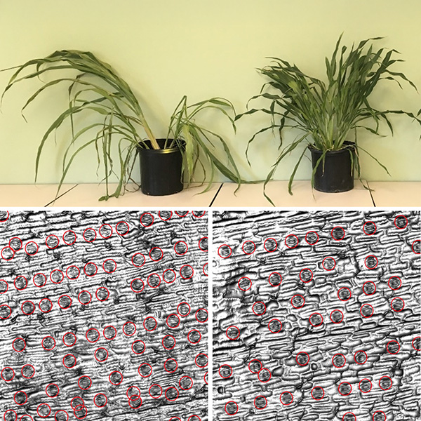 Menos estomas Dos plantas de sorgo en macetas; la planta de la izquierda parece más estresada y mustia. Debajo hay imágenes microscópicas de sus hojas, que muestran que la planta de la izquierda tiene más estomas en sus hojas que la de la derecha.