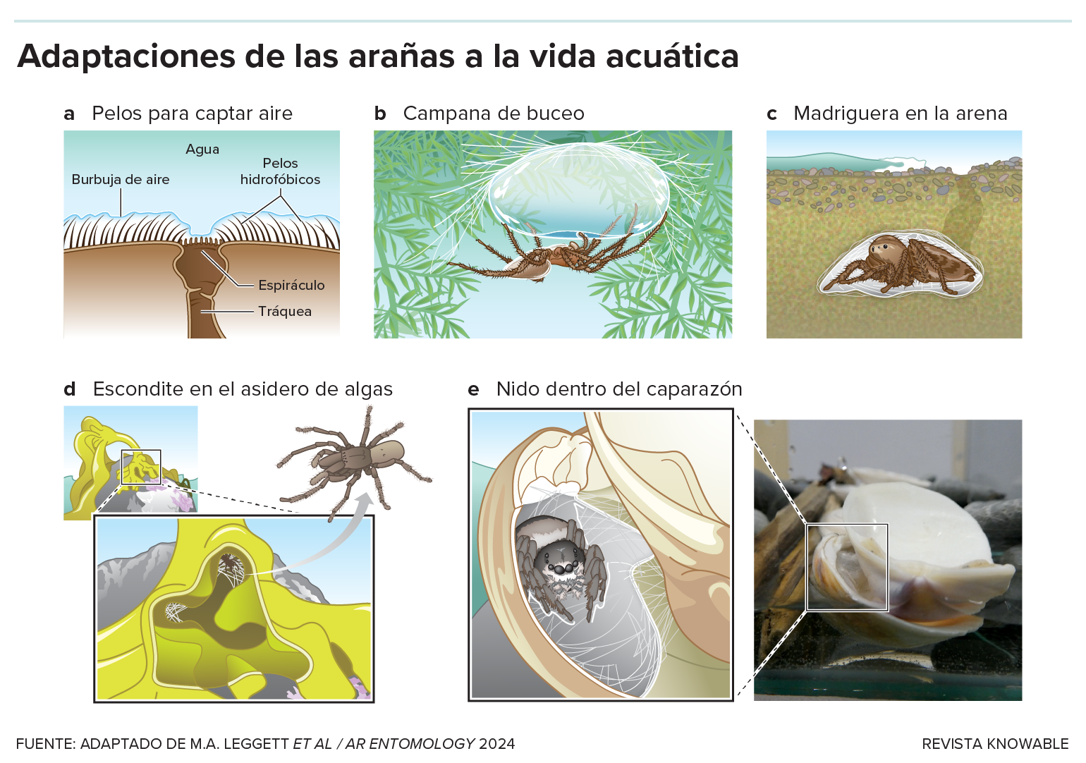 Un gráfico muestra dibujos de diferentes formas en que las arañas se han adaptado a vivir en el agua o cerca de ella.