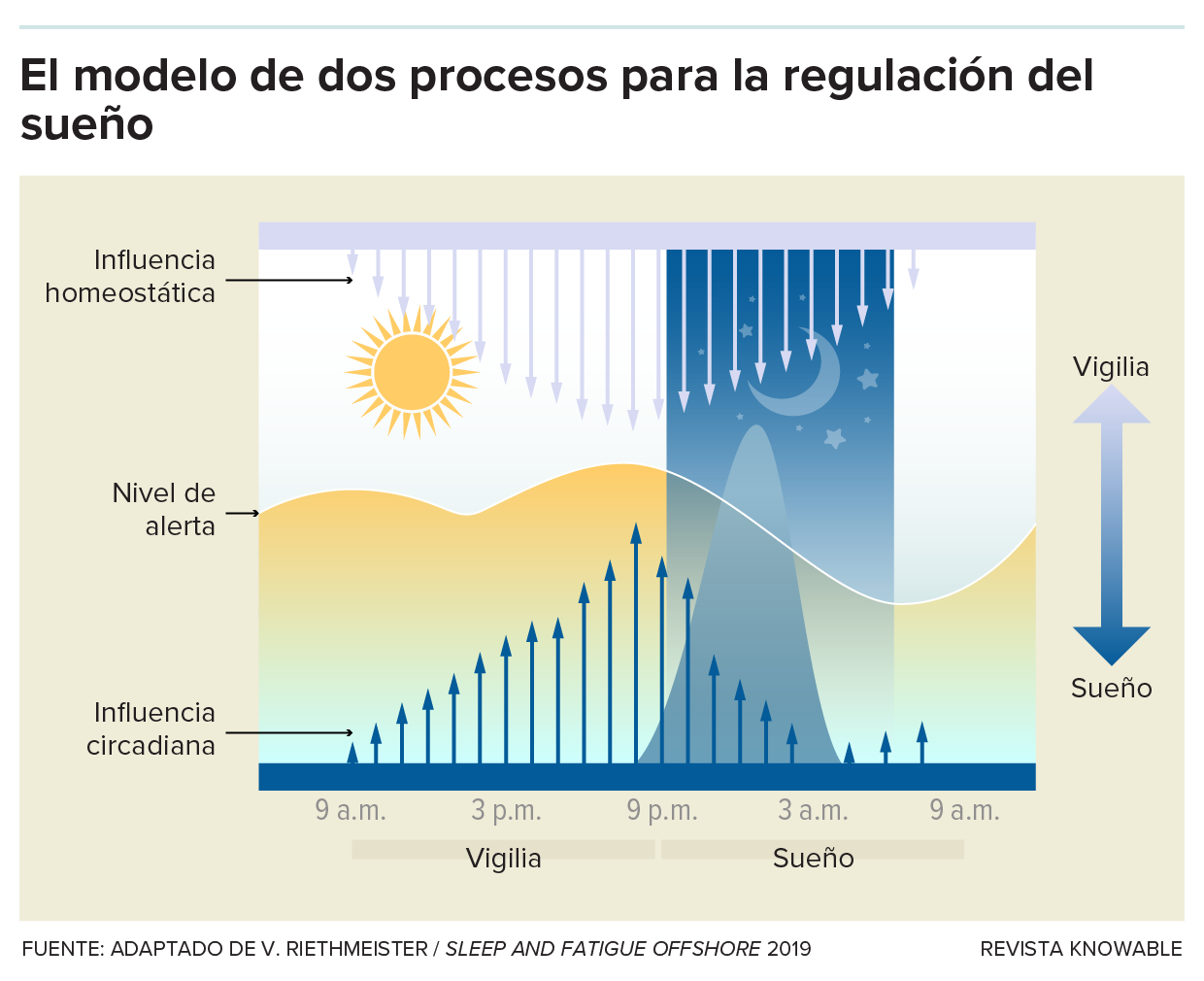 Un gráfico muestra el modelo de dos procesos de regulación del sueño. Las flechas muestran la influencia homeostática, que aumenta durante el día y disminuye por la noche. Otras flechas muestran la influencia circadiana. Los niveles de alerta y de melatonina se muestran mediante dos curvas.