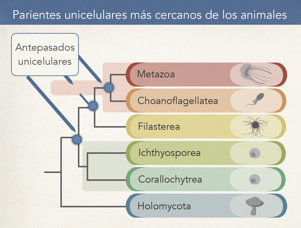 Un árbol evolutivo ilustra los cuatro primos más cercanos del grupo que dio lugar a los animales, así como el grupo de parentesco más lejano que incluye a los hongos.