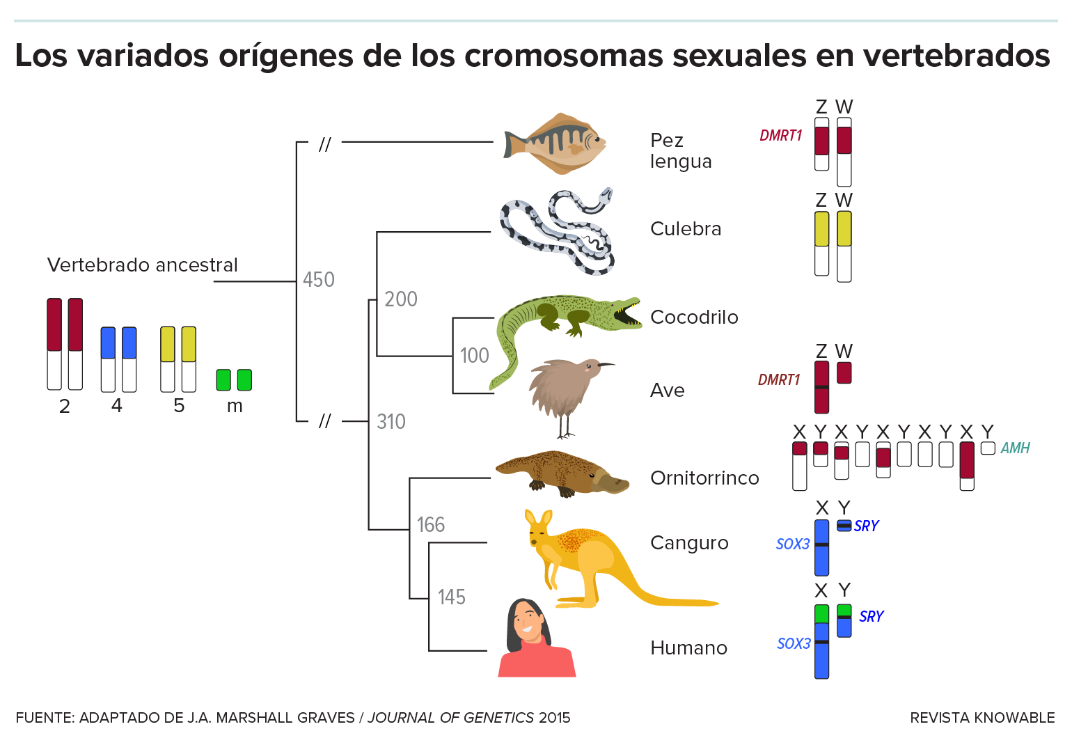 El gráfico muestra un árbol genealógico con un vertebrado ancestral a la izquierda y varios animales a la derecha: pez lengua, serpiente, cocodrilo, ave, ornitorrinco, canguro, humano. Los cromosomas sexuales son de distintos colores, lo que muestra cómo surgieron de los distintos cromosomas no sexuales del antepasado.