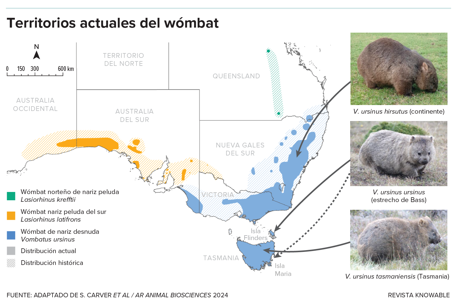 Un mapa de Australia muestra dónde suelen encontrarse las distintas especies de wómbats.