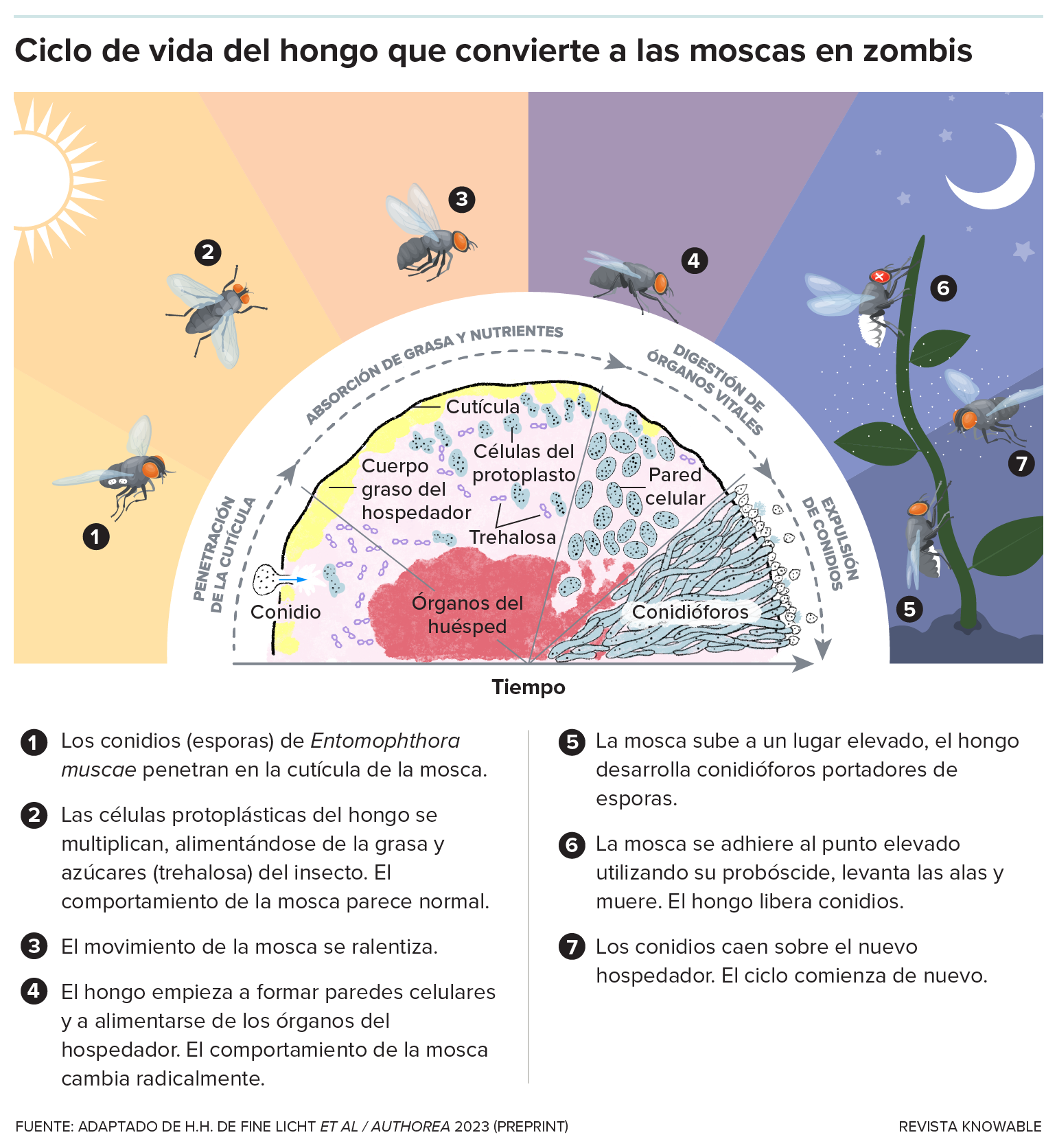 Un gráfico representa el ciclo vital de E. muscae, mostrando cómo las esporas se posan en la cutícula de la mosca, penetran en ella, crecen dentro del tejido del huésped, desarrollan paredes celulares y acaban devorando los órganos vitales. A medida que se acerca la puesta de sol, el hongo convierte a la mosca en un “zombi”, haciéndola subir a un lugar elevado y pegarse a la superficie con su probóscide. Levanta las alas y muere. Las esporas del hongo brotan del cadáver de la mosca e infectan a nuevas moscas.