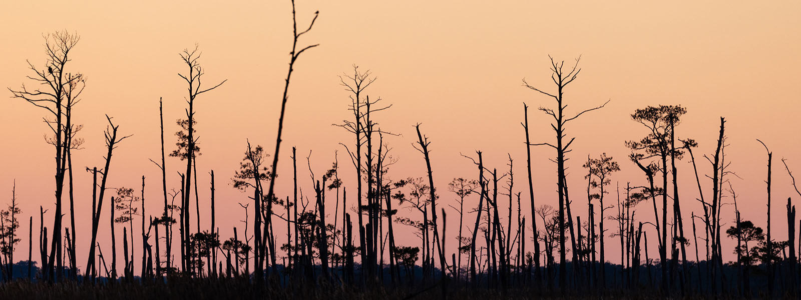 Siluetas negras de árboles muertos destacan sobre un cielo naranja rosado.