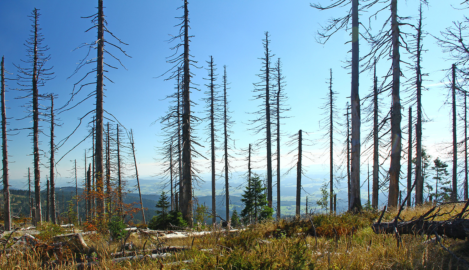 Fotografía muestra paisaje de coníferas muertas con montañas detrás.