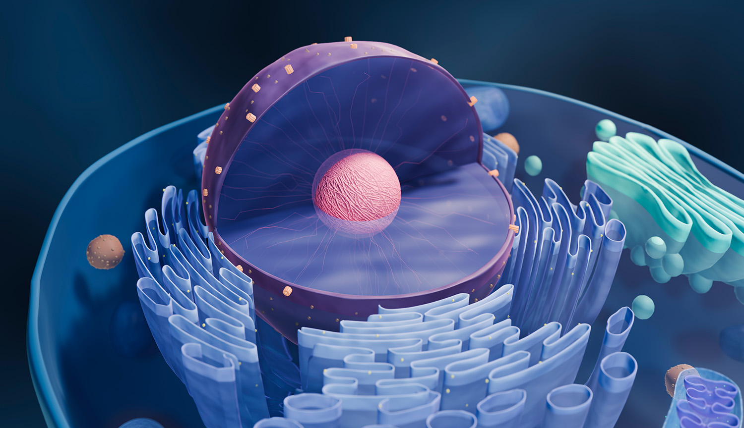 Ilustración conceptual de una célula eucariota abierta a la mitad para mostrar las estructuras internas.