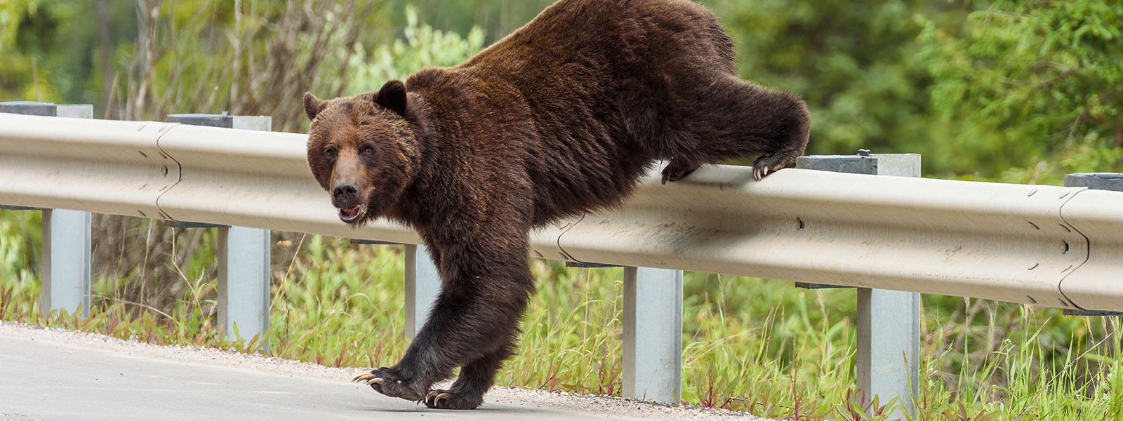 Un oso grizzly joven trepa por la baranda de una autopista.