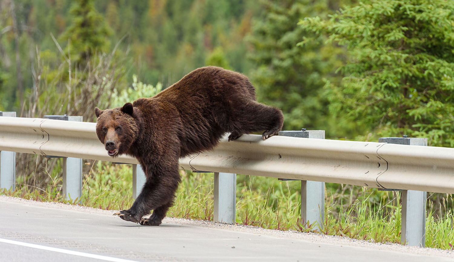 Un oso grizzly joven trepa por la baranda de una autopista.