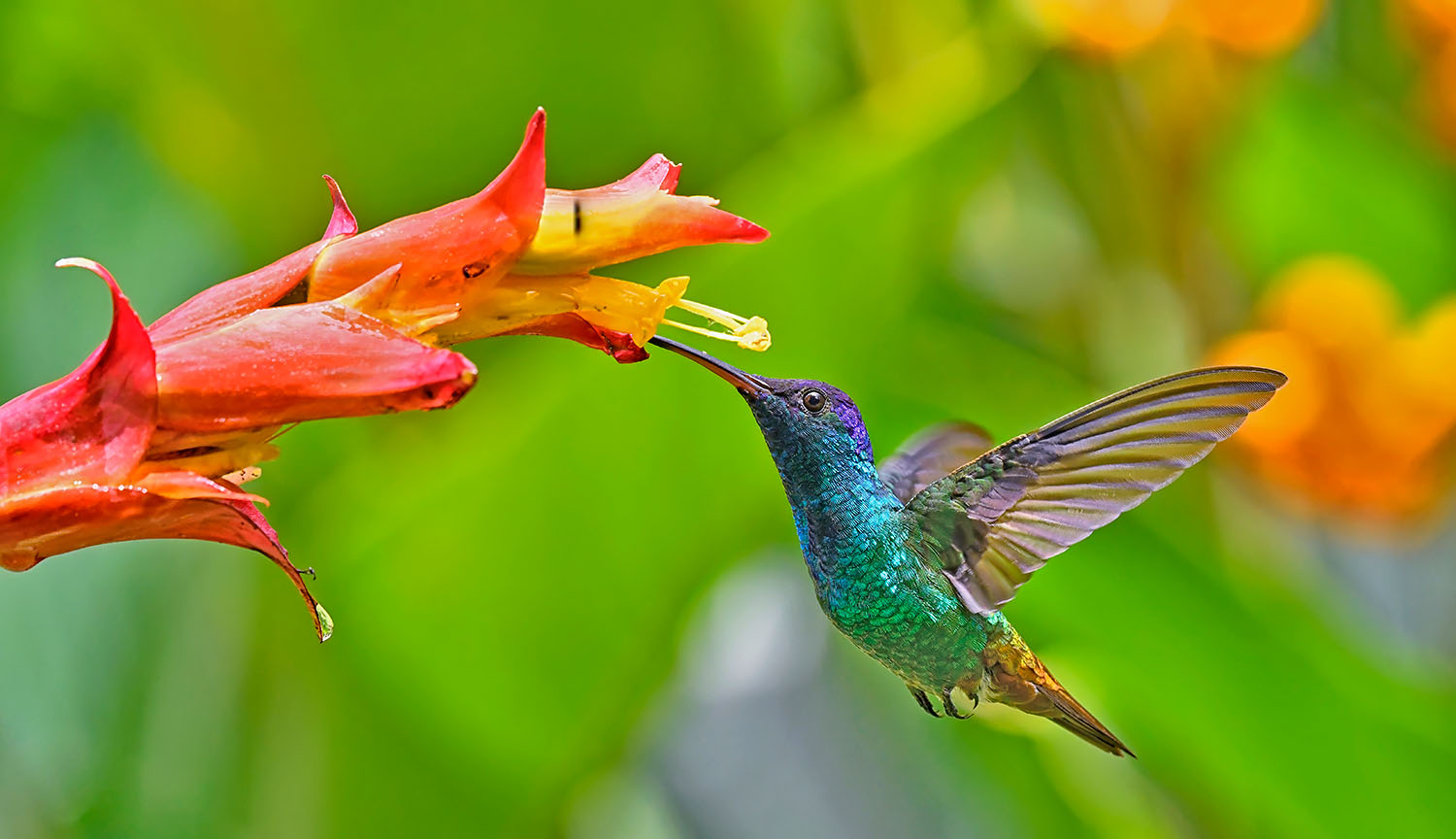 Un colorido colibrí se cierne sobre una flor, alimentándose con su largo pico.