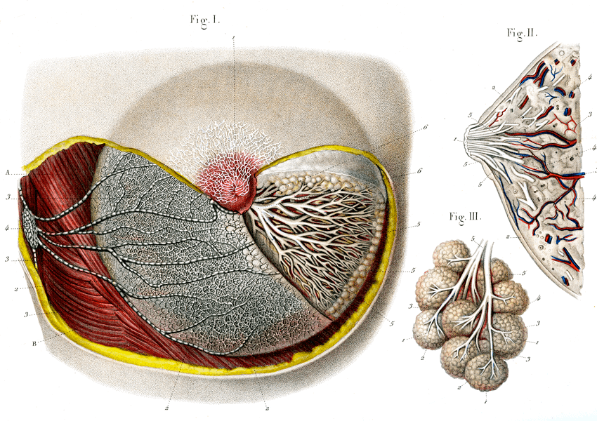 Anatomía de una mama Cortes transversales frontal y lateral de una mama humana. Una tercera figura muestra un grupo de alvéolos conectados a los conductos lácteos.