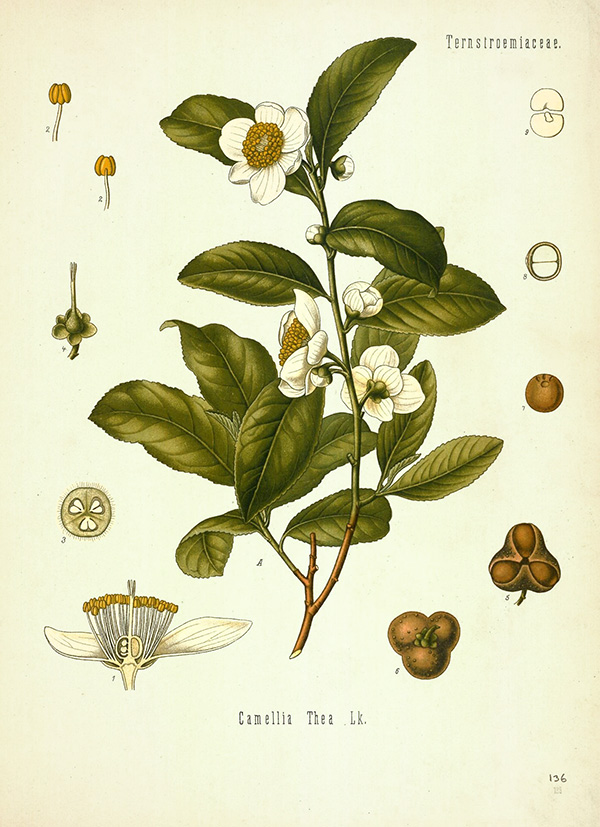 Una ilustración botánica muestra la planta del té y sus diversas partes.