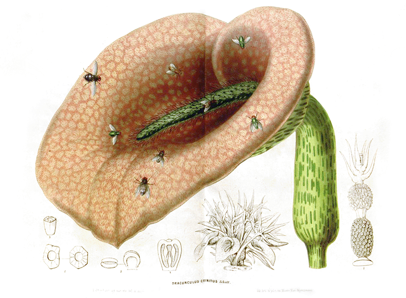 Helicodiceros muscivorus Las moscas se arrastran sobre un gran pétalo moteado en forma de hoja con una espiga central peluda de color verde.