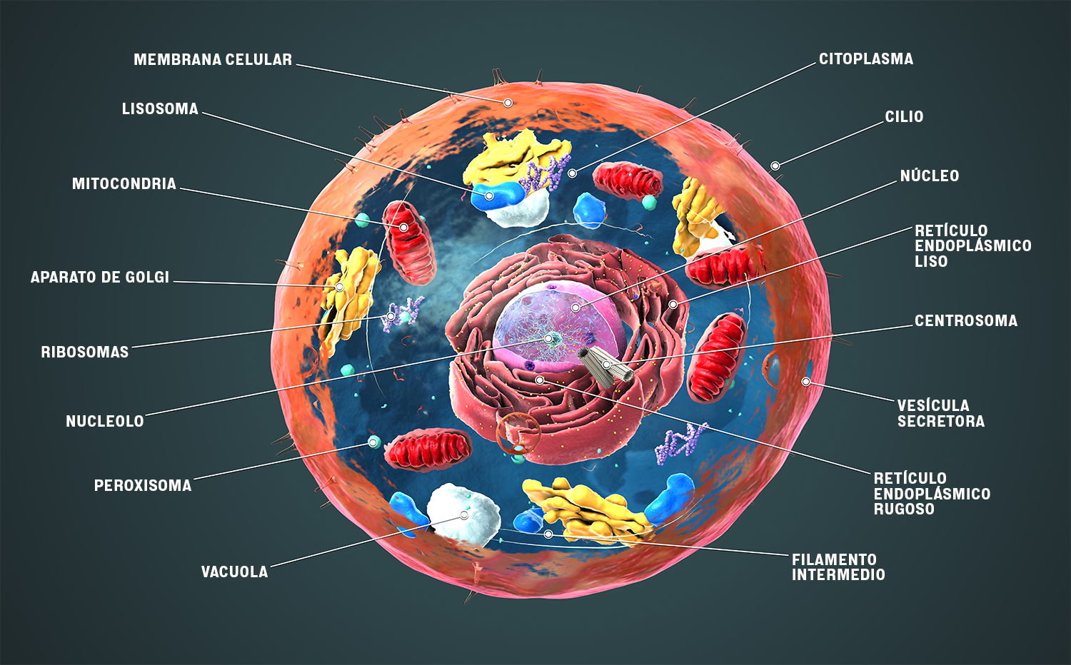 El diagrama a color muestra el interior de una célula. Con flechas se indican estructuras como la membrana celular, el retículo endoplasmático, la mitocondria, entre otras.