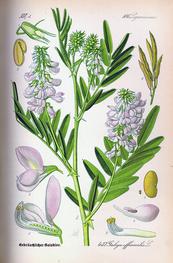 Ilustración de una flor de galega.