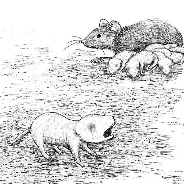 Instintos maternales En este dibujo, una cría de ratón llora en primer plano, mientras su madre amamanta a sus hermanos en segundo plano.