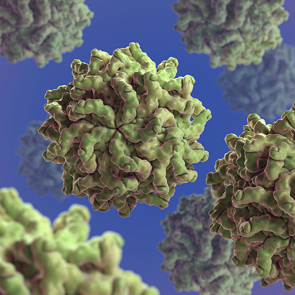 Virus fúngico Estructura generada por computadora de un partitivirus redondo.
