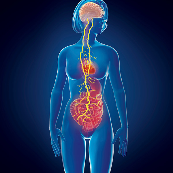 La ilustración muestra una figura humana en azul con algunos órganos internos y el cerebro. El nervio vago, en amarillo, discurre entre el cerebro, el intestino y el corazón.