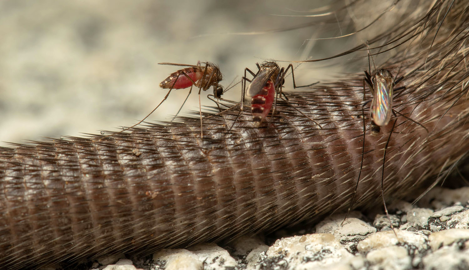 Close-up photo of three mosquitos perched on a rat tail.