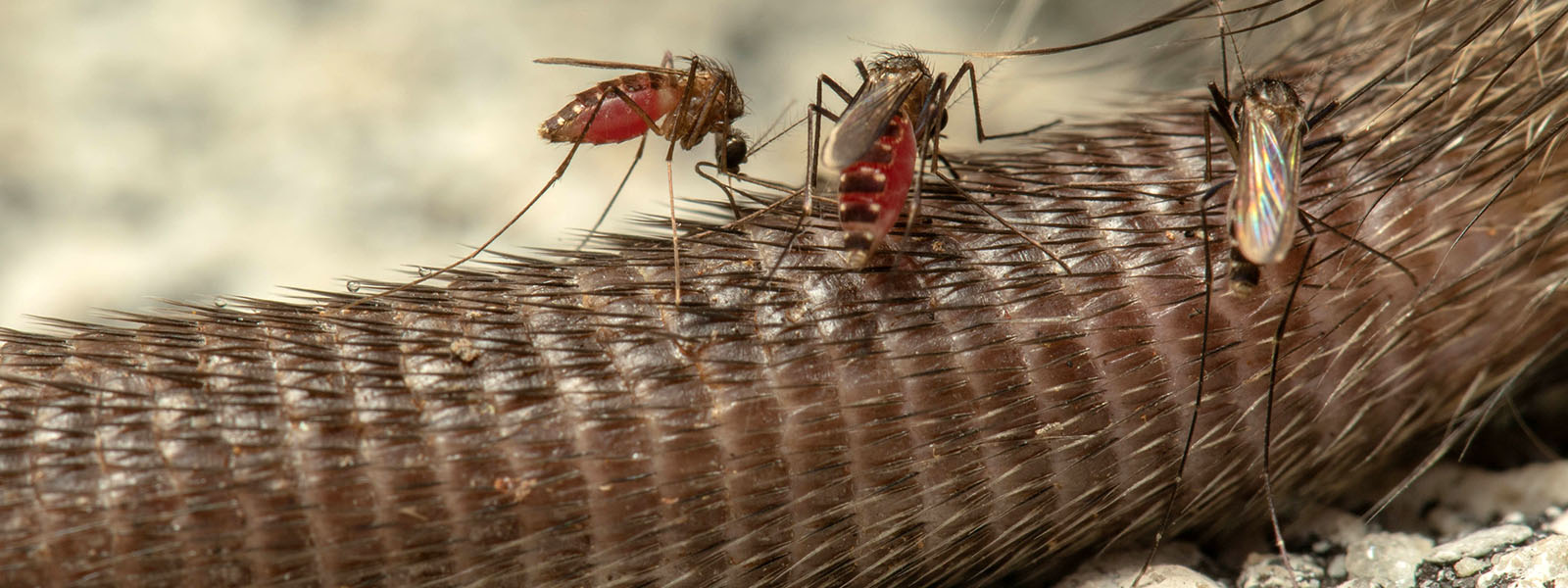 Tres mosquitos posados en la cola de una rata.