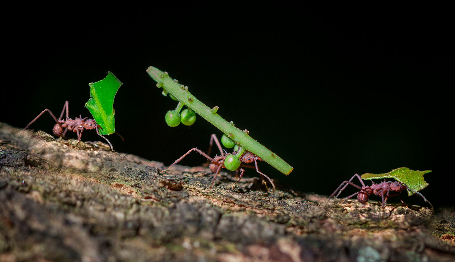 Tres hormigas transportan trozos de plantas cortadas a través de un tronco.