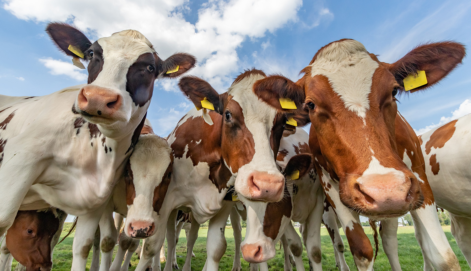 Varias vacas miran fijamente a la cámara, en primer plano.