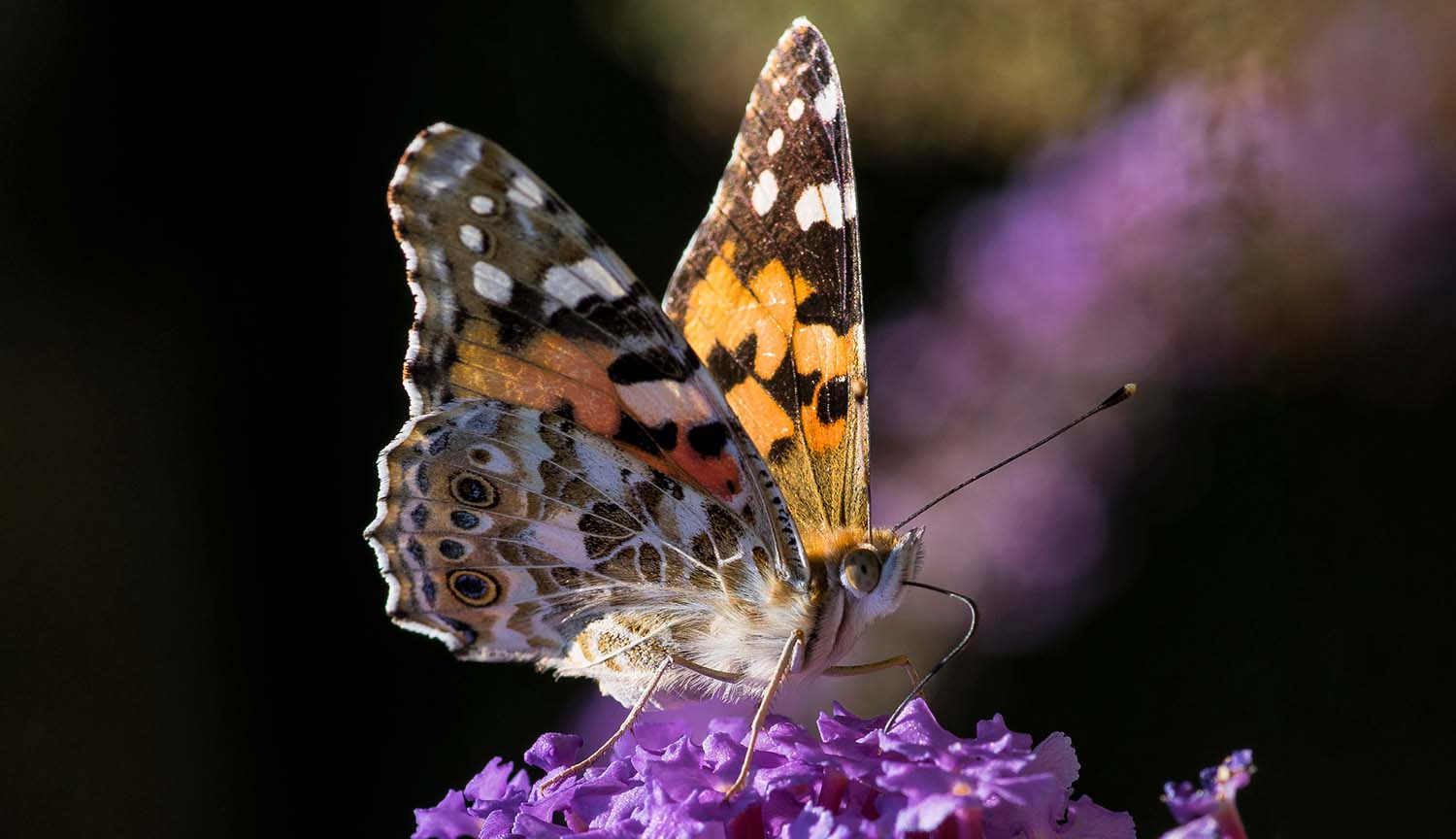 Una mariposa de vivos colores se posa sobre una flor para alimentarse.