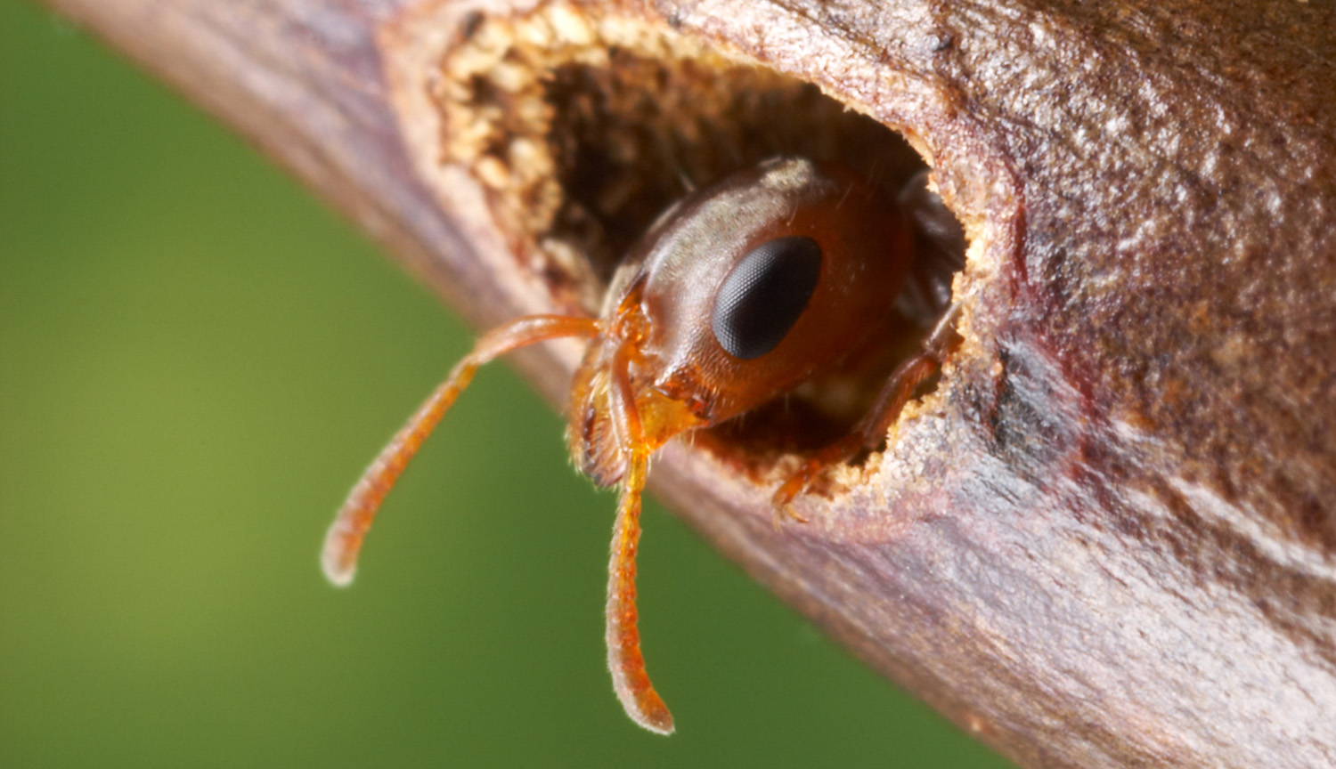 La cabeza de una hormiga se asoma de un nido de espinas de acacia.