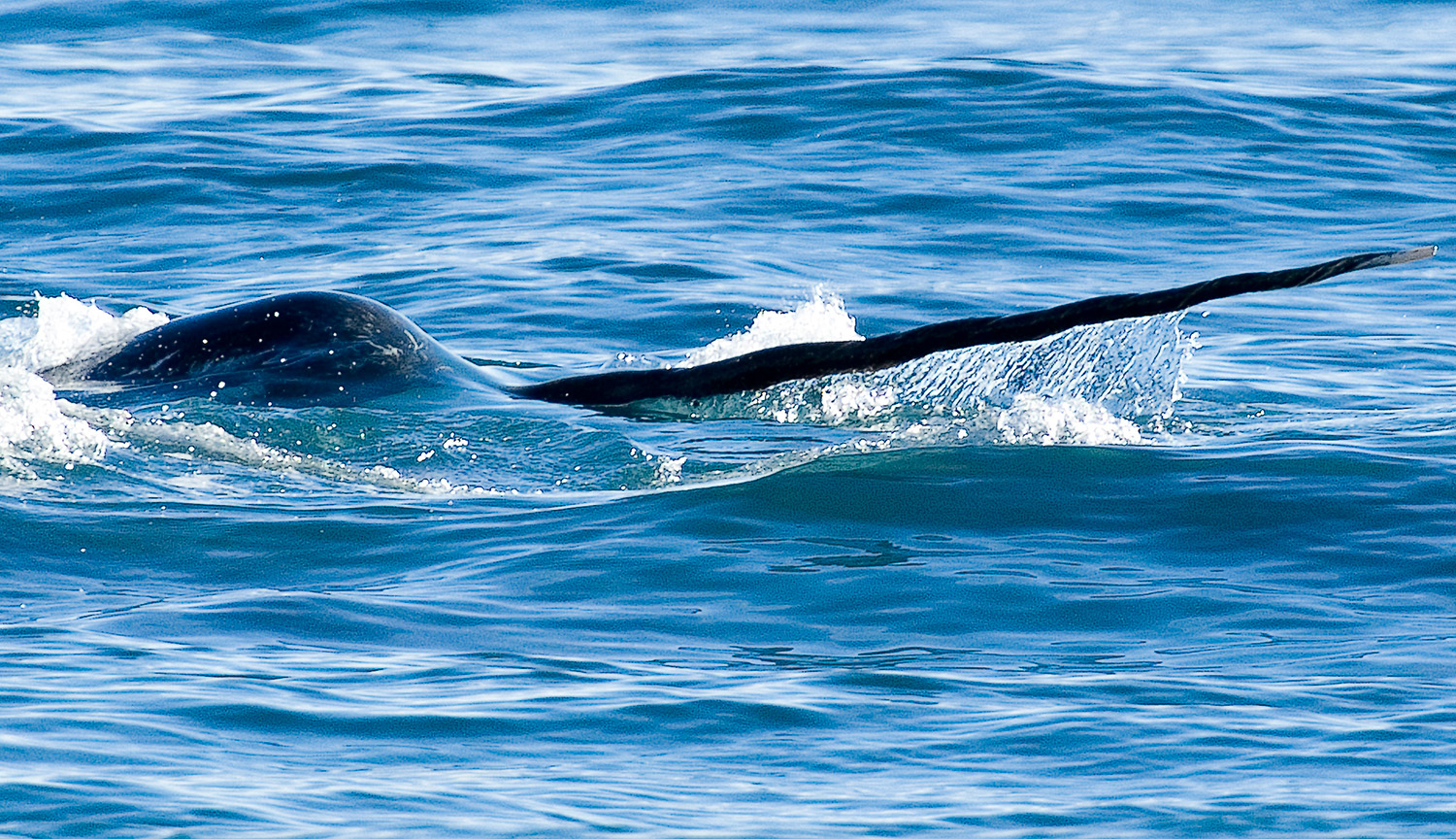 Fotografía de la parte delantera de un narval nadando en el agua, con su largo colmillo claramente visible.