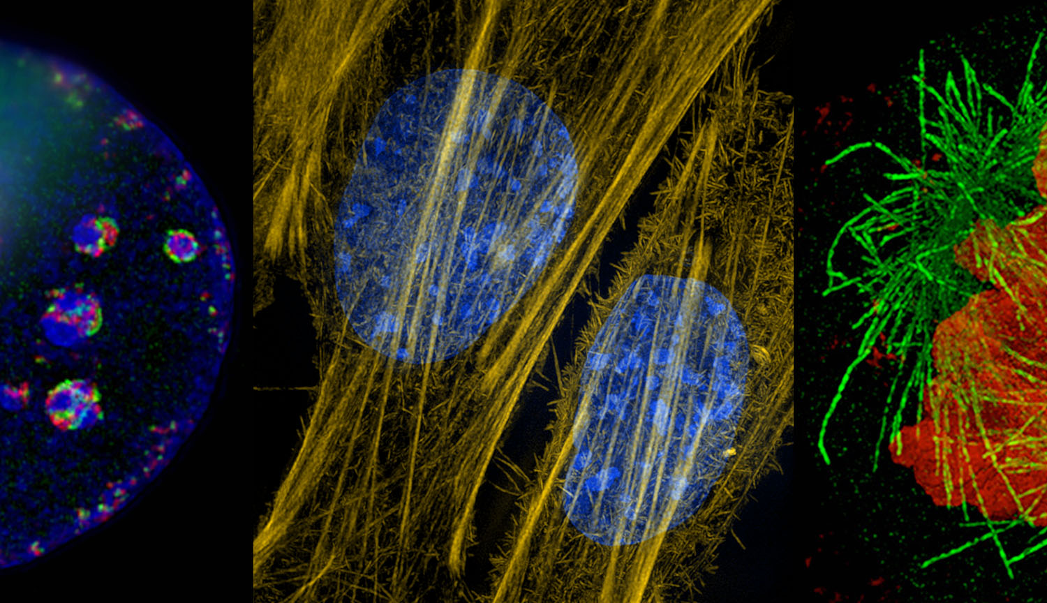 Imágenes detalladas y de colores vivos de estructuras celulares.