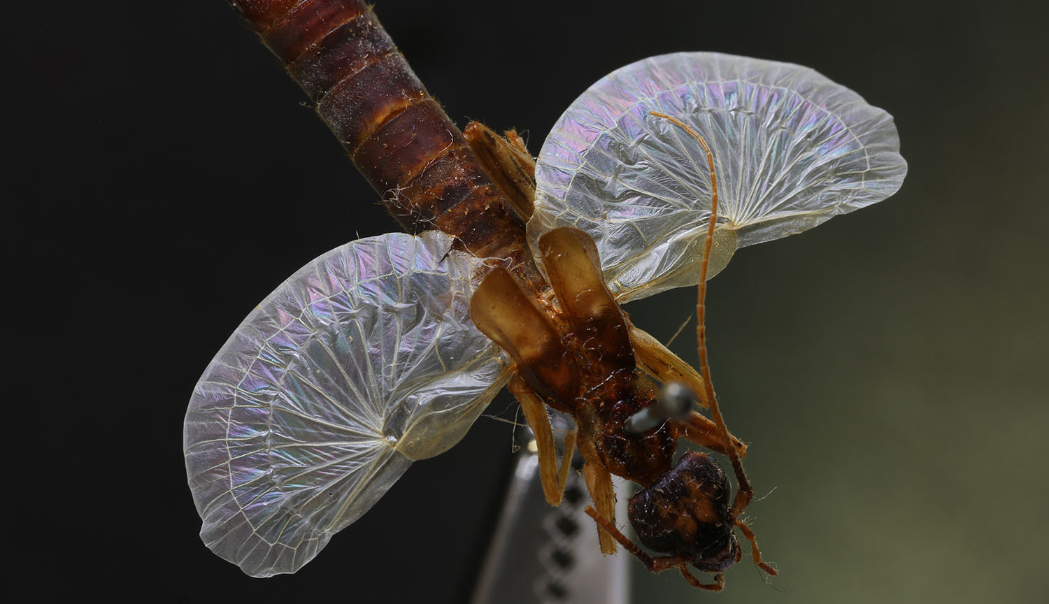 Una tijereta con las alas extendidas y llenas de arrugas.