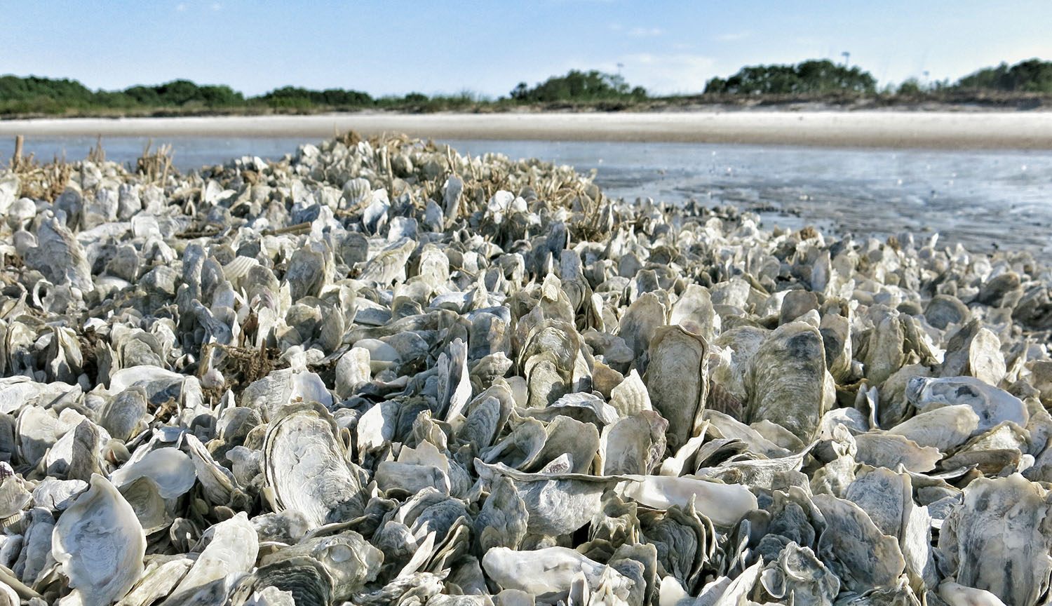 Fotografía de un montón de conchas de ostras con agua al fondo.